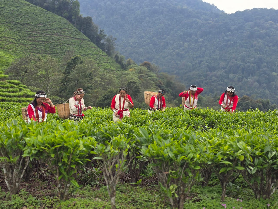 Potin Organic Farm: A Gem in the Eastern Himalayas
